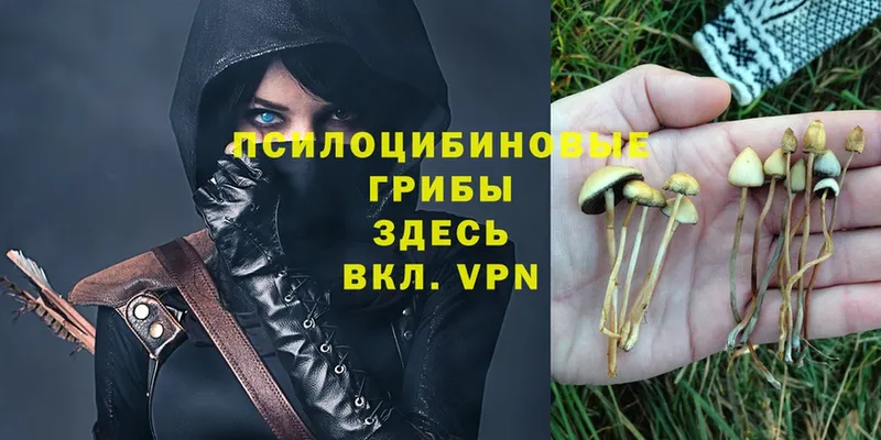 Псилоцибиновые грибы GOLDEN TEACHER  Коммунар 